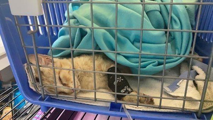 El rescate 'in extremis' de un gato exhausto y ahogado por la ceniza del volcán en La Palma