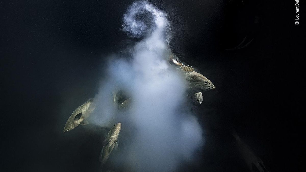 La vida marina amenazada por la sobrepesca, elegida mejor foto de naturaleza del año