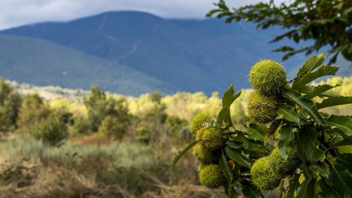 Imagen de archivo de Noceda del Bierzo.
