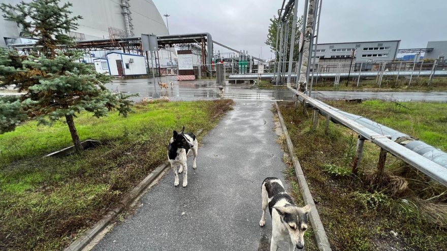 Las alteraciones celulares pueden tener consecuencias evolutivas que comprometan la supervivencia animal