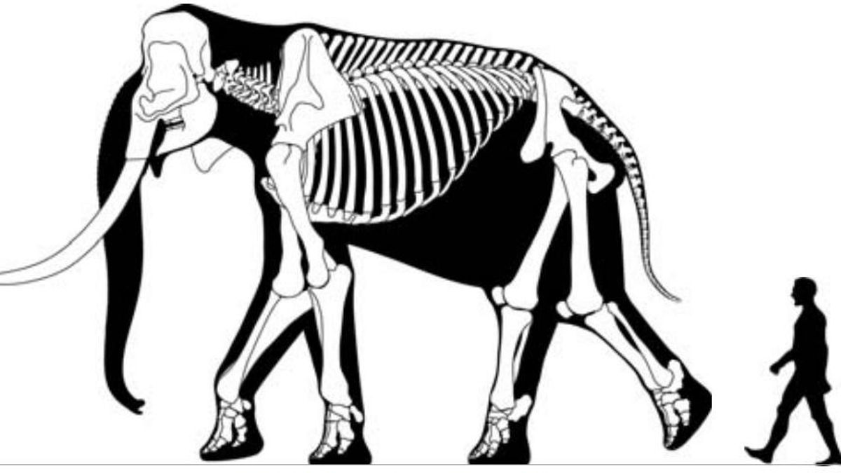 Un descubrimiento en Tanzania revela un dato clave en la evolución: nuestros antepasados comían elefantes mucho antes de los que se pensaba