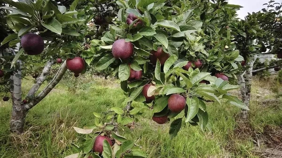 Encuentro de divulgación agrícola sobre soberanía alimentaria en la Finca de La Cernícala