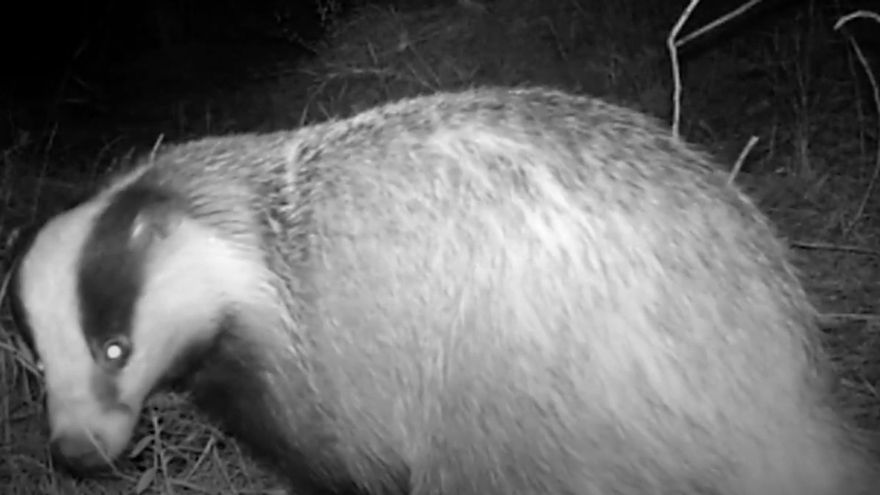 Un tejón protegido en el paraje natural de les Moles, en Paterna, confirma que hay fauna silvestre donde quiso ubicarse un complejo comercial