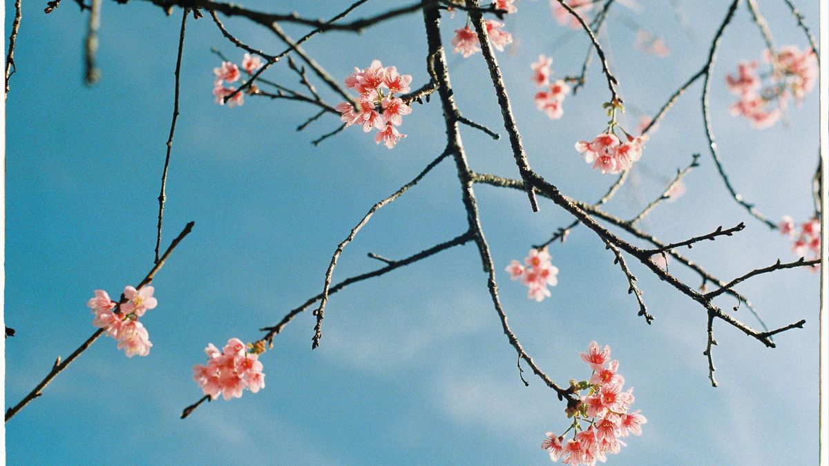 El alcalde de Fujiyoshida, Shigeru Horiuchi, intervino ante medios locales para explicar la posición del municipio