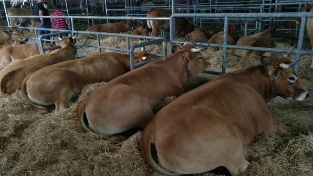 Villablino acoge este viernes y sábado una subasta nacional de 14 sementales de la raza Asturiana de los Valles