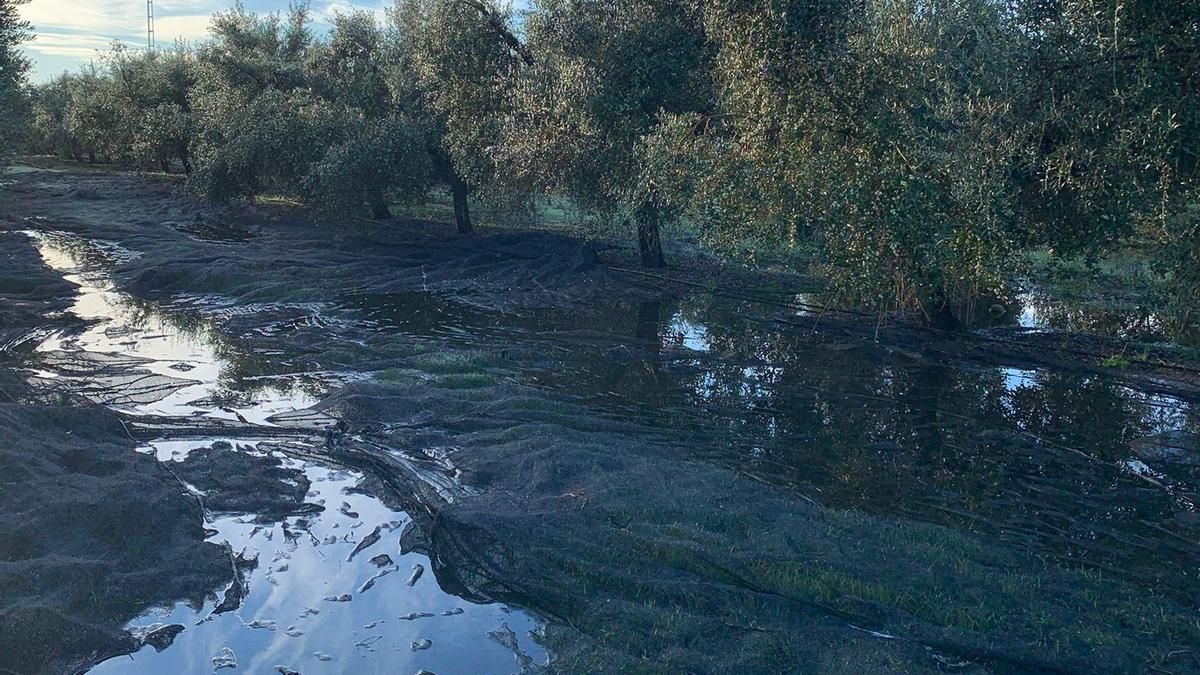 El desastre del temporal para el campo: frutos en el suelo, fincas impracticables y retrasos en la siembra
