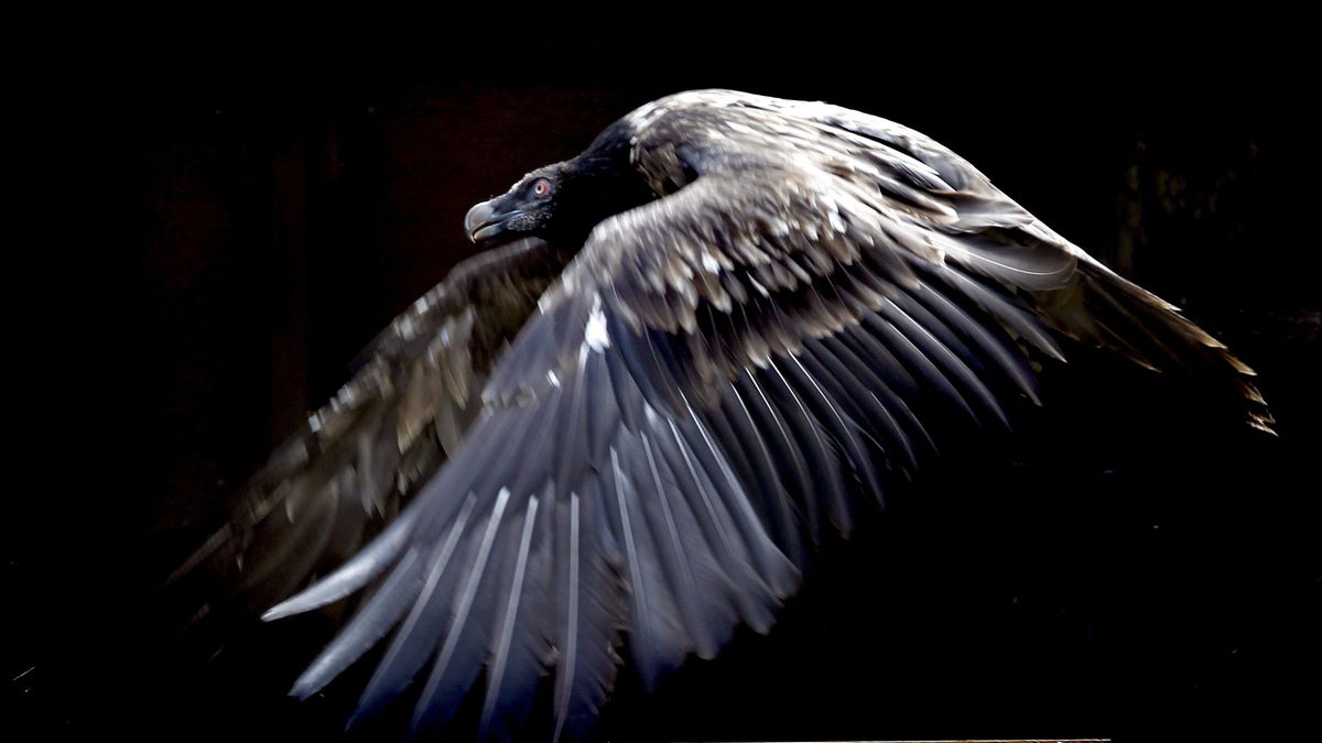 En la imagen de archivo, un quebrantahuesos en pleno vuelo