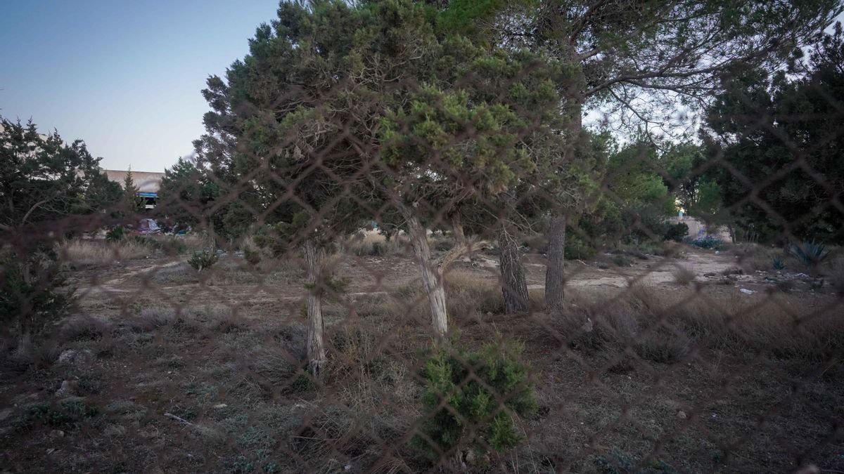 El bosque que será arrasado para construir en Eivissa.