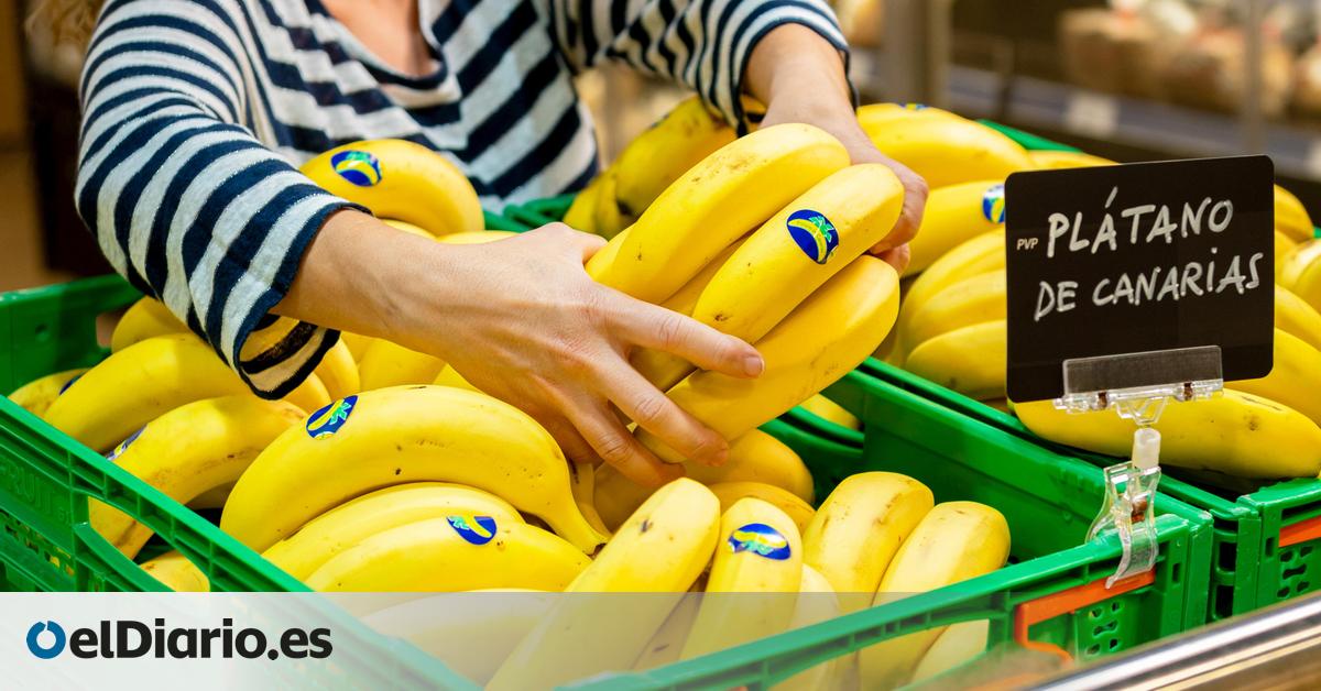 Canarias produjo 374 millones de kilos de plátano en 2025, la segunda cifra más baja en 25 años