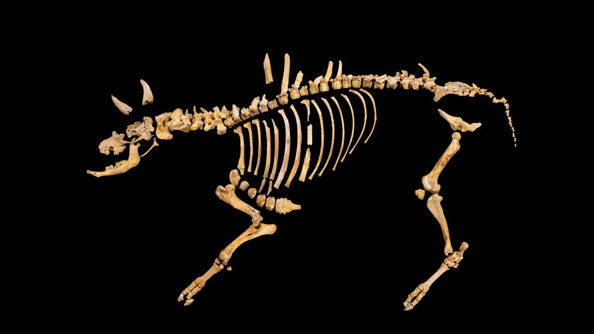 Hallado el esqueleto casi completo de un bisonte de hace 4.000 años en Urbasa