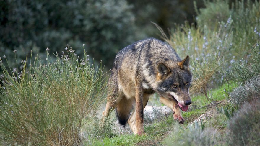 Ecologistas en Acción presenta alegaciones por "manipulación política" en la evaluación del estado del lobo ibérico en Cantabria y otras CCAA
