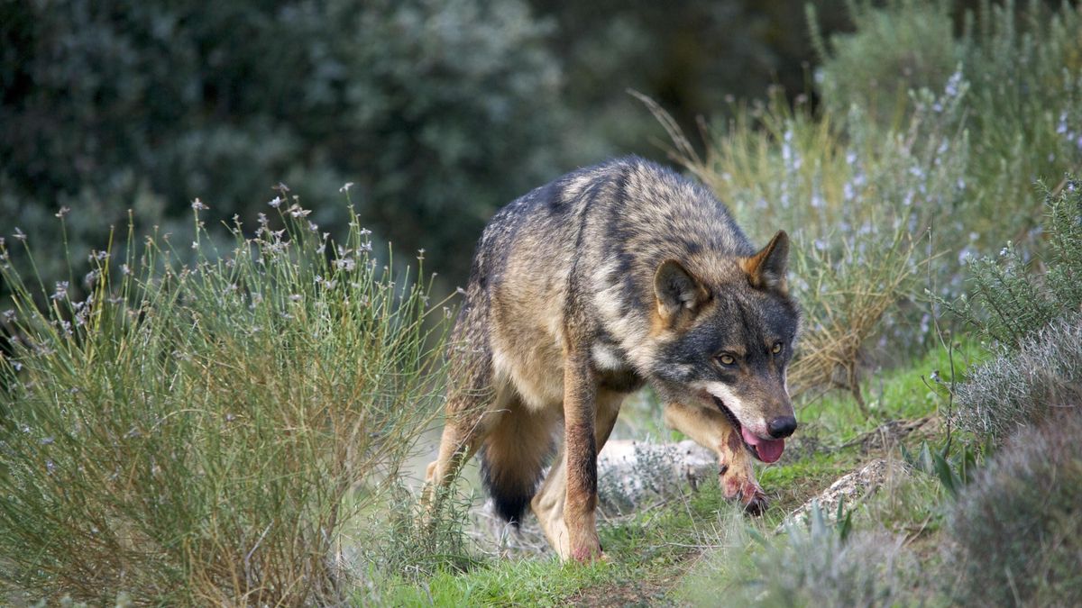 Ejemplar de lobo ibérico.