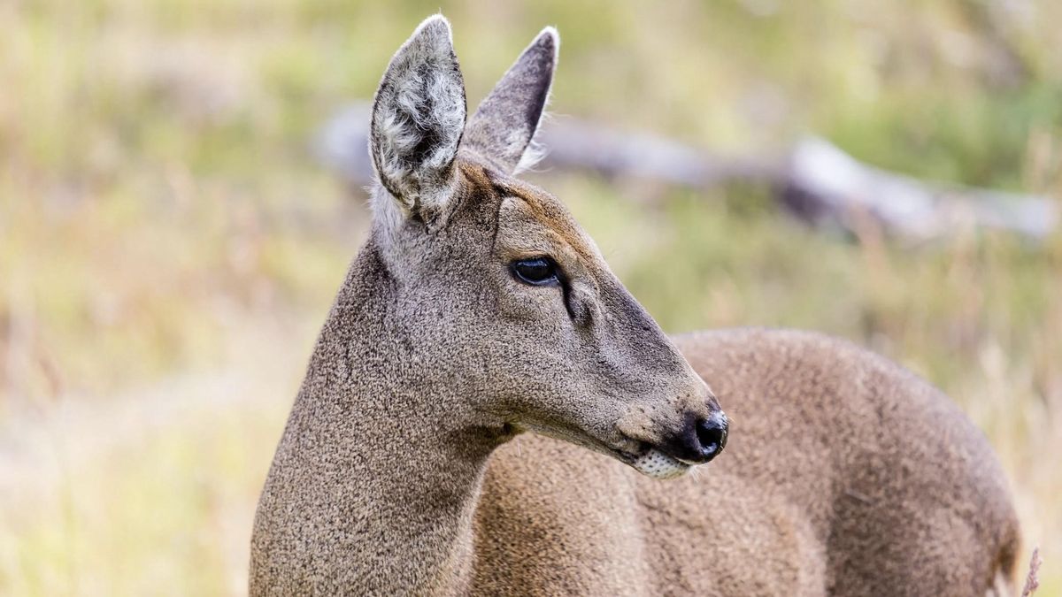 Una huemul hembra en el Parque Nacional Torres del Paine, en Chile, fotografiada en 2014. Los científicos estiman que hoy en día apenas sobrevive el 1% de la población original de esta especie.