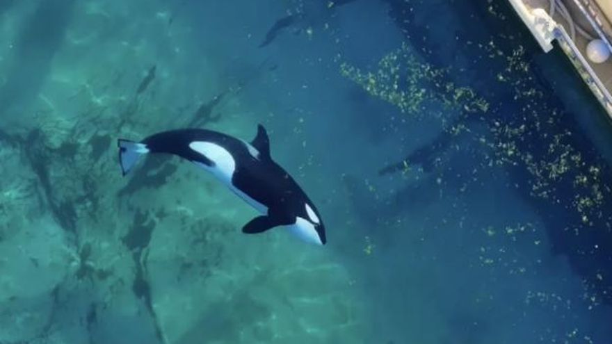 Francia prohibió los acuarios y Marineland cerró, pero las dos orcas y los 12 delfines del recinto agonizan entre algas y agua contaminada