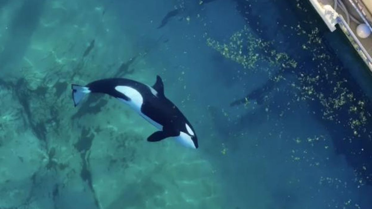 Francia prohibió los acuarios y Marineland cerró, pero las dos orcas y los 12 delfines del recinto agonizan entre algas y agua contaminada mientras España les cierra la puerta