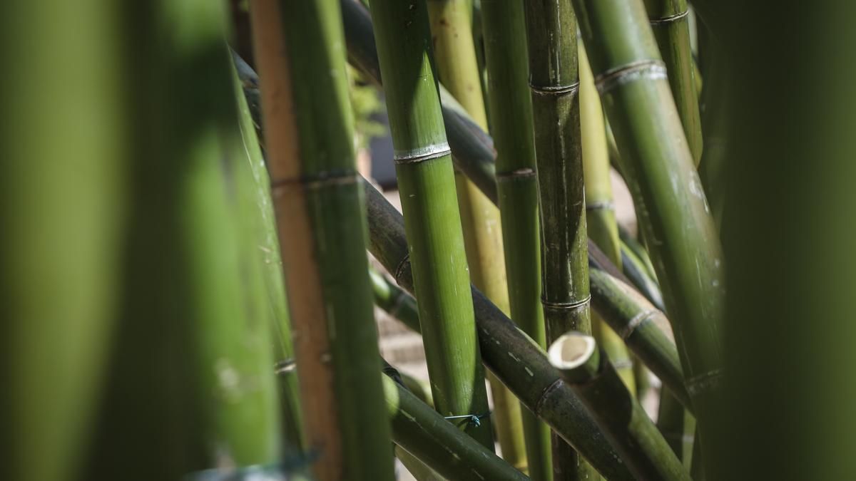 Comienzo del montaje de Flora 2025