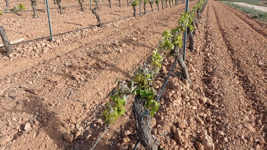 La ola de frío provoca daños aún sin cuantificar en viñedos, cereal y almendros de Castilla-La Mancha