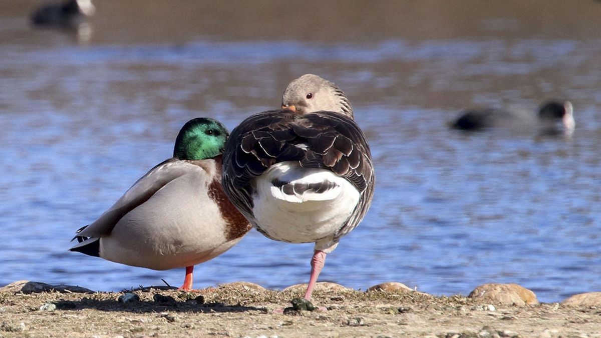 Imagen de archivo de unos patos en las lagunas de Villafáfila, Zamora.