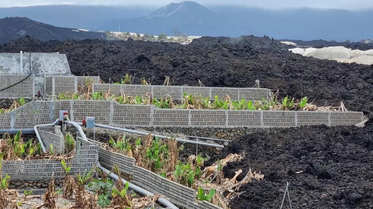 Finca de plátano afectada por el volcán en La Palma.