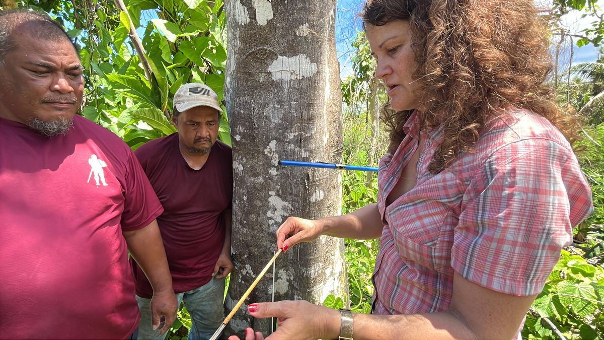 Marta Domínguez Delmás toma muestras de un tronco, observada por Antonelli y Jerry, del servicio forestal.
