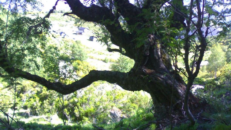 Salen a concurso proyectos de desbroces y arreglos de caminos para la Reserva de la Biosfera de Laciana por 835.000 euros