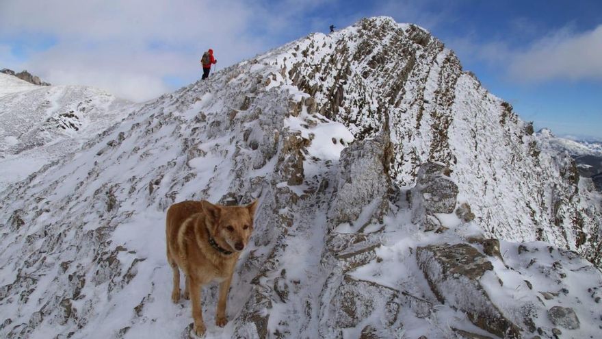 El increíble rescate de Thor, el perro que sobrevivió 16 días solo en las montañas de León