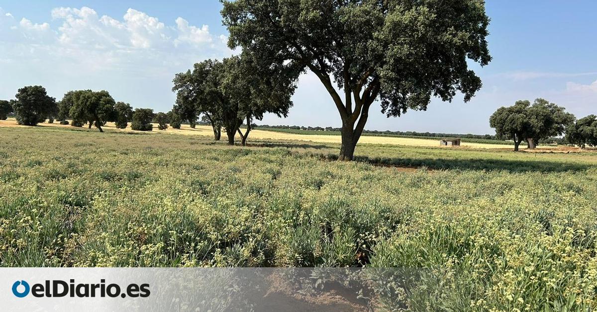 Un cultivo emergente: “El guayule se ha adaptado muy bien, estamos preparados para dar el salto a los agricultores”