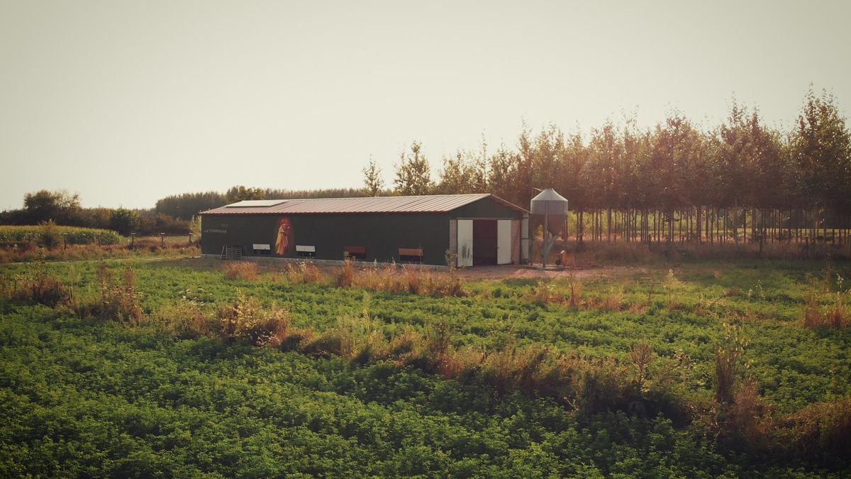 Granja La Trompicona de León, de gallinas y huevos ecológicos.
