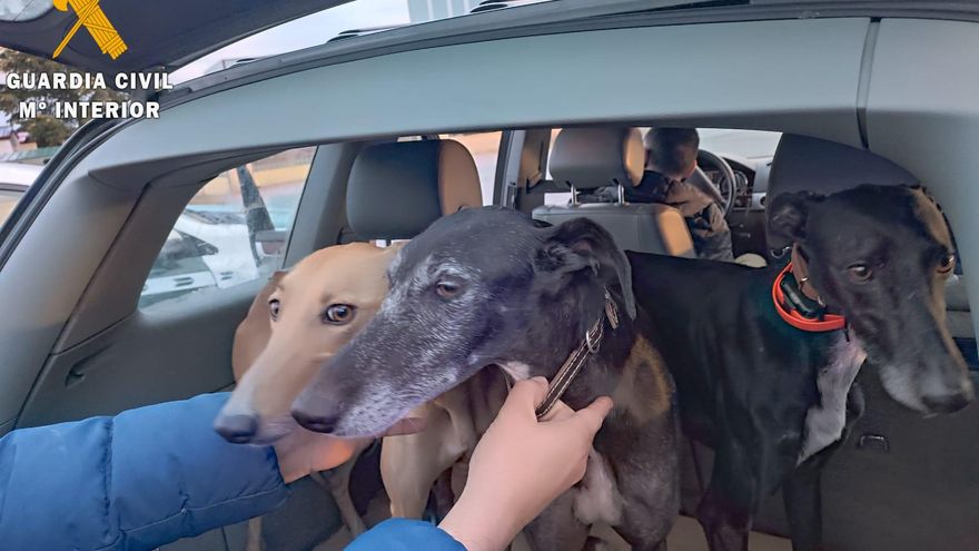 Diecinueve denuncias a cuatro furtivos por cazar con galgos y visión térmica en Segovia