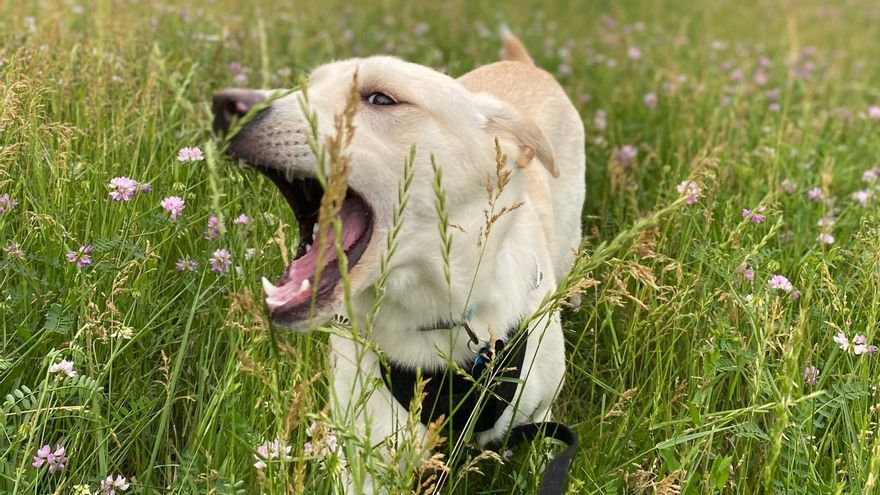 Los perros pueden comer hierba para purgarse