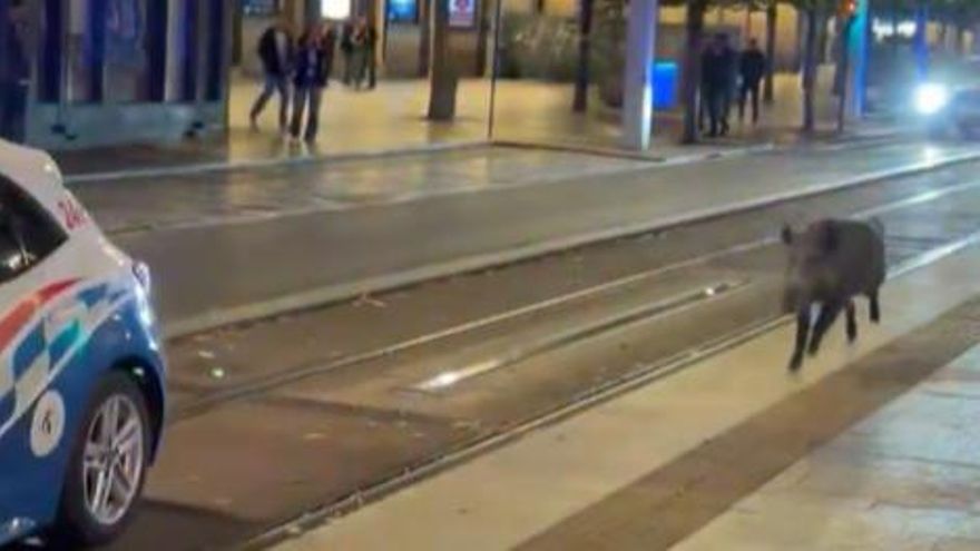 Un "día mundial" para el jabalí: Amnistía Animal se manifiesta en Zaragoza por el animal abatido en el centro de la ciudad