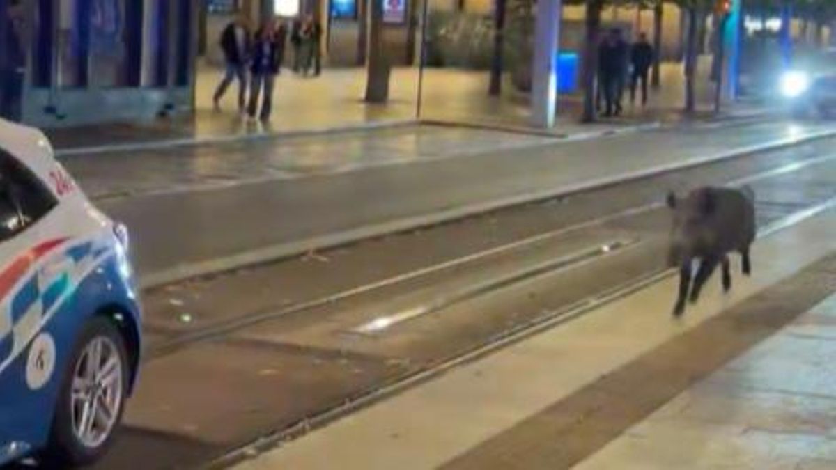 Un "día mundial" para el jabalí: Amnistía Animal se manifiesta en Zaragoza por el animal abatido en el centro de la ciudad