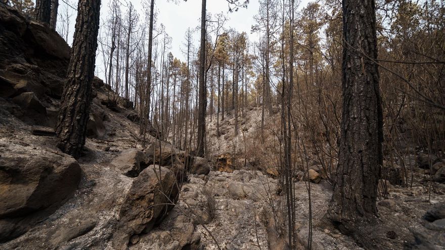 Bosque afectado por el incendio forestal declarado en Los Realejos