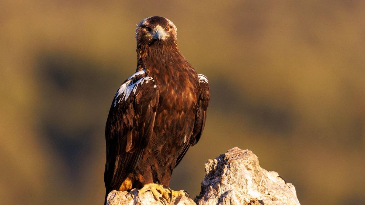 Andalucía salva al águila imperial de su desaparición y sextuplica su población en apenas cuatro décadas