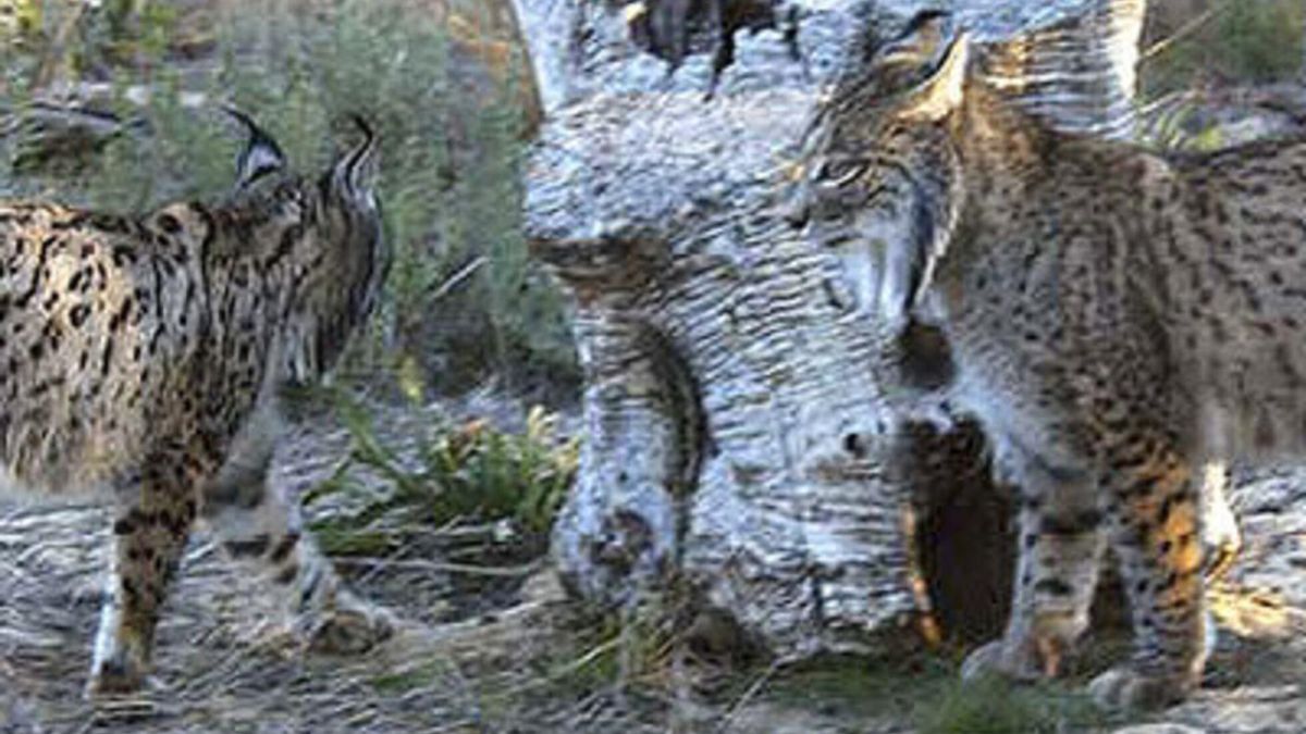 Saliega y Garfio, padres de los primeros linces en cautividad.