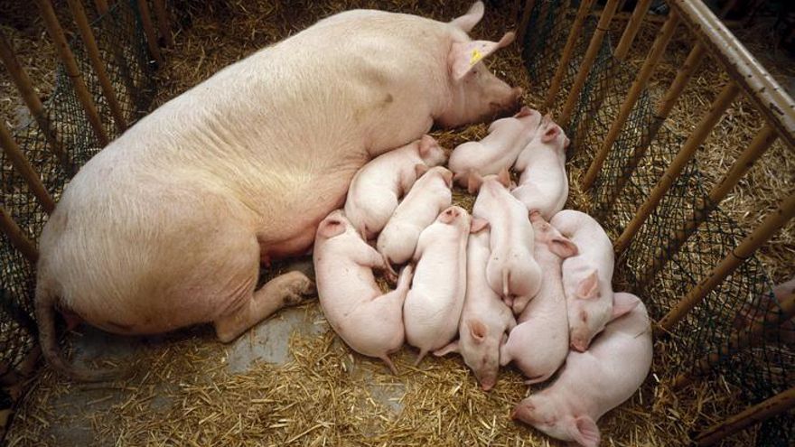 Euskadi pide que el tope a los precios de los alimentos no ahogue a los productores locales