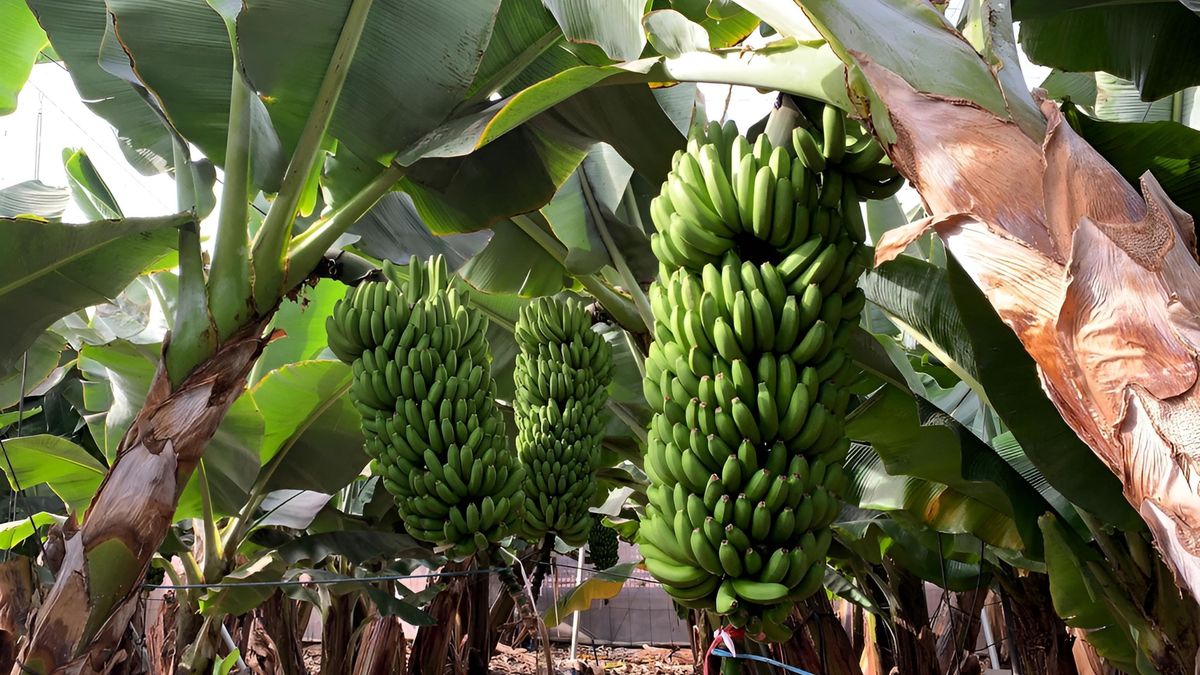 Platanera de Canarias.
