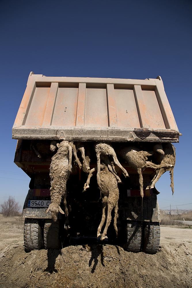 Un volquete cargado de corderos muertos tras la ríada del Ebro en Nuez de Ebro /Tras los Muros-PACMA