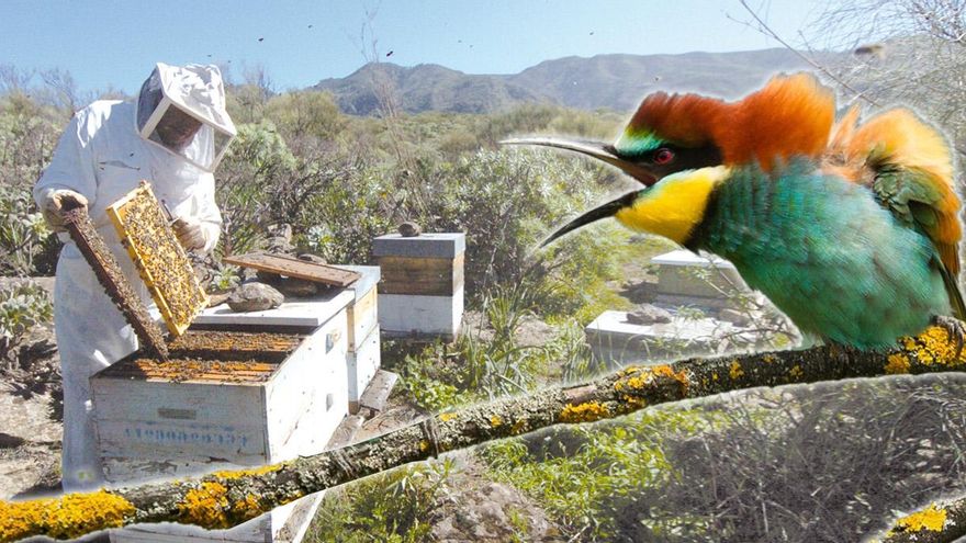 La sequía y el abejaruco mermarán la cosecha de miel un 30% en Castilla-La Mancha