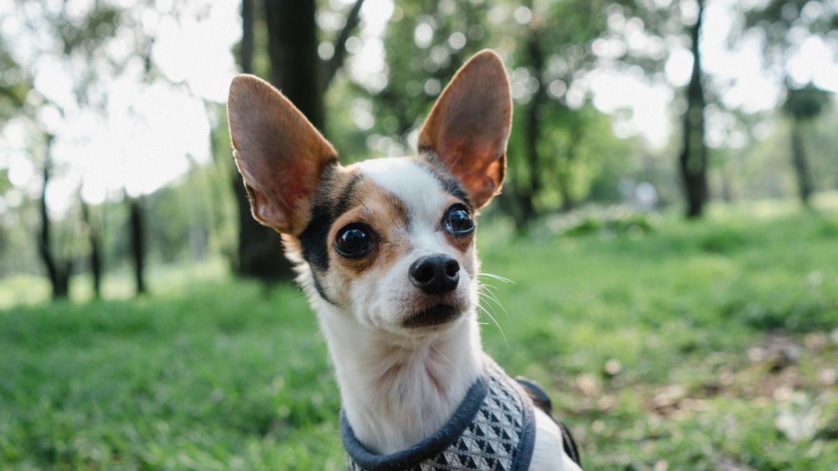 El chihuahua llegó inconsciente y con el corazón casi parado a una clínica de Carolina del Norte