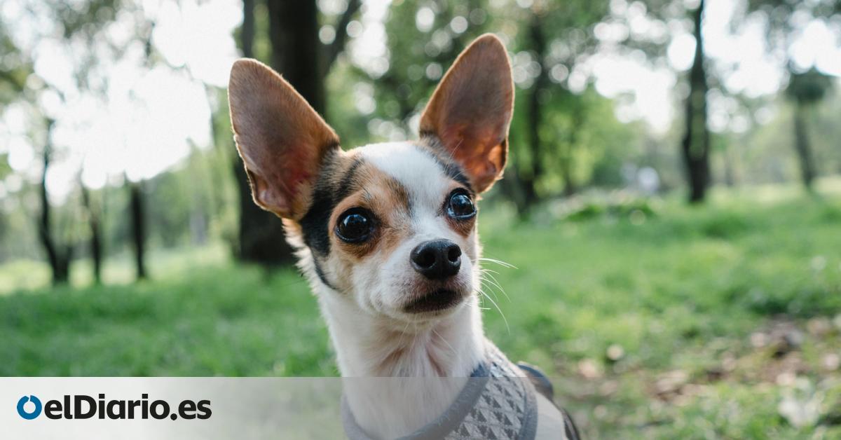 ¿Cómo sobrevivió un chihuahua tras ingerir cocaína y fentanilo? Los veterinarios creen que su caso puede ofrecer respuestas valiosas