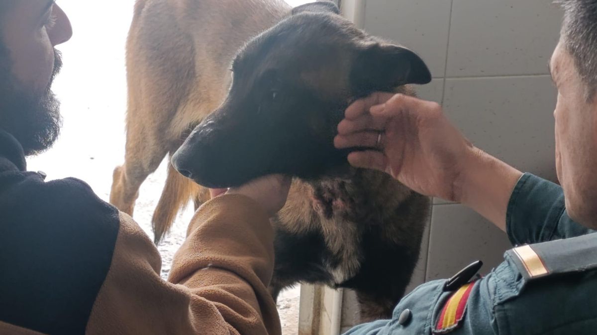 Investigan a una mujer en Jerez que dejó a su perro encadenado en una vivienda desalojada por las inundaciones