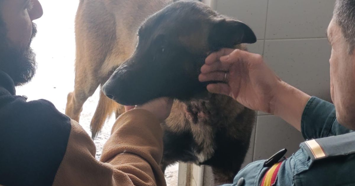 Investigan a una mujer en Jerez que dejó a su perro encadenado en una vivienda desalojada por las inundaciones