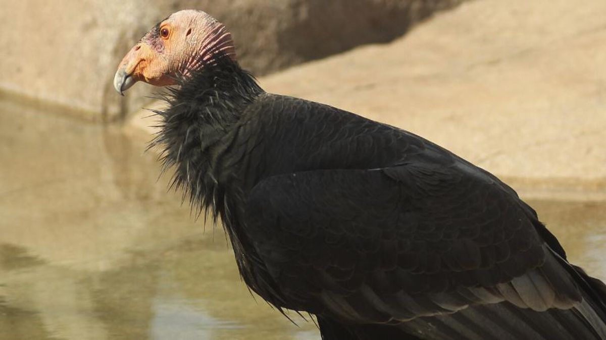 La reforma podría afectar a cualquier animal incluido en la Ley de Especies en Peligro cuando una obra degrade o destruya el hábitat del que depende para alimentarse, reproducirse o refugiarse