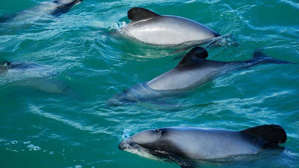 El mundo oculto de los delfines más pequeños del mundo: acrobacias e inmersiones de hasta 120 metros de profundidad