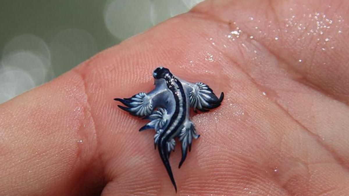Encontraron un ejemplar de "dragón azul" en una playa de Valencia