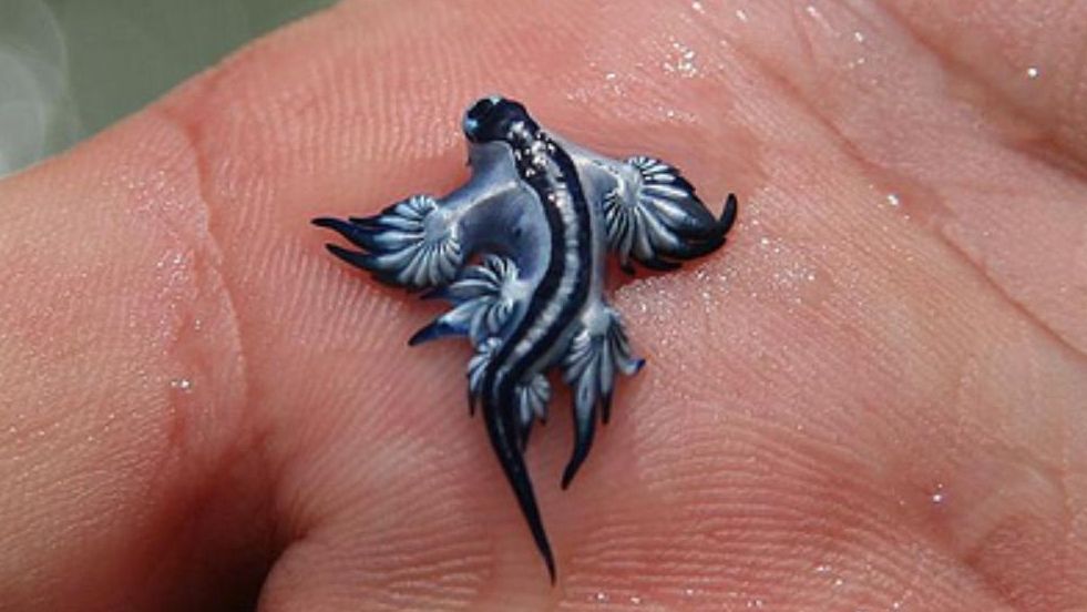 Aparece en un charco de Canet d'en Berenguer (Valencia) un ejemplar del dragón azul (Glaucus atlanticus).