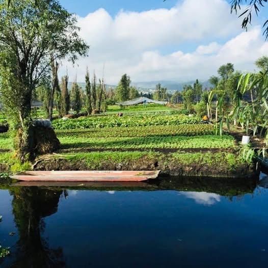 Chinampas en El Bordo, Atlapulco, México.