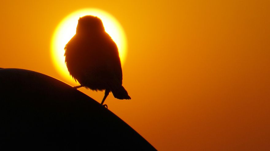 Miles de aves se pusieron a cantar al final del eclipse solar de 2024 como si estuviera amaneciendo