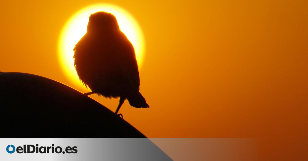 Miles de aves se pusieron a cantar al final del eclipse solar de 2024 como si estuviera amaneciendo